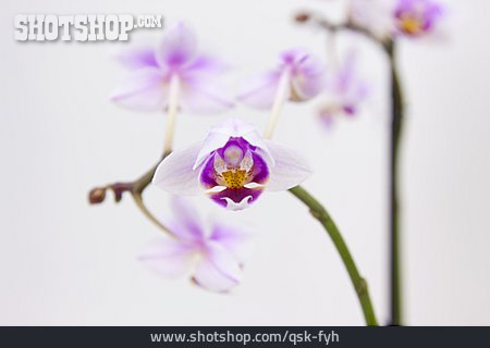 
                Orchideenblüte                   