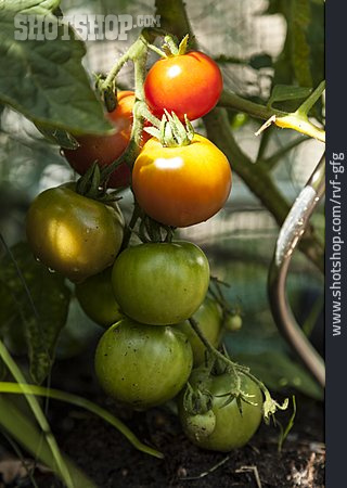 
                Tomatenzucht, Tomatenanbau                   
