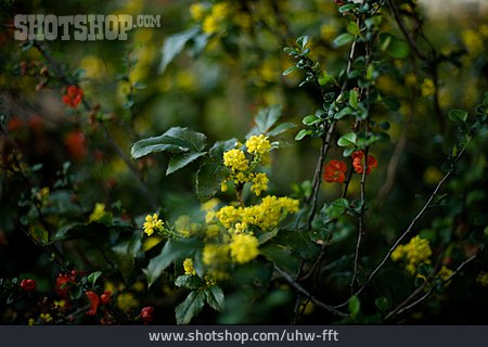 
                Blüten, Strauch                   