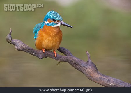 
                Kingfisher                   