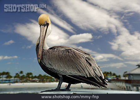 
                Pelikan, Florida                   