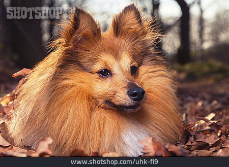 
                Tierporträt, Shetland Sheepdog                   