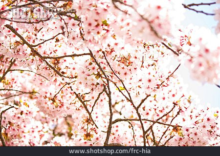 
                Zierkirsche, Japanische Blütenkirsche                   