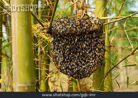
                Bienenvolk, Bienenschwarm, Bienennest                   