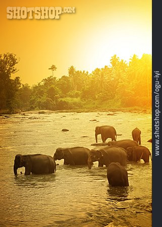 
                Elefant, Sri Lanka, Elefantenherde, Oase                   