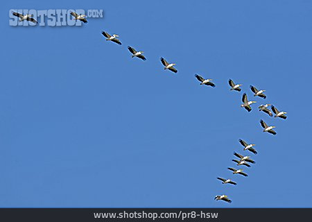 
                Formation, Pelikan, Vogelschwarm                   