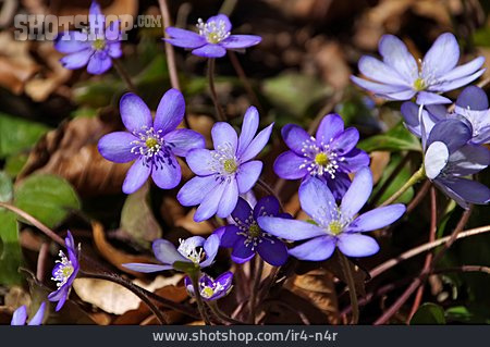 
                Leberblümchen                   