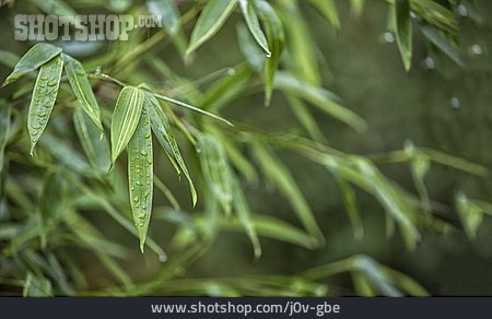 
                Bambus, Pflanzenblatt                   