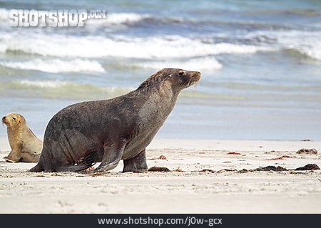 
                Ohrenrobbe, Australischer Seelöwe, Seal Bay                   