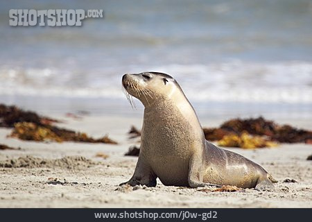 
                Ohrenrobbe, Australischer Seelöwe, Seal Bay                   
