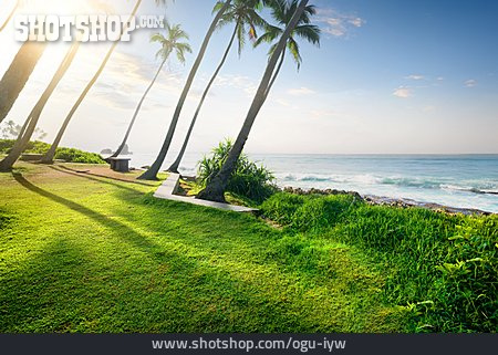 
                Küste, Palme, Sri Lanka                   