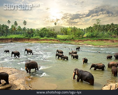 
                Wildnis, Fluss, Elefantenfamilie                   