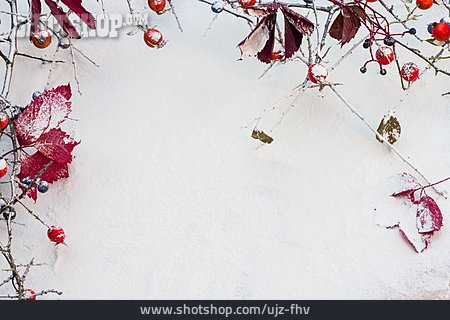 
                Winter, Schnee, Beere                   