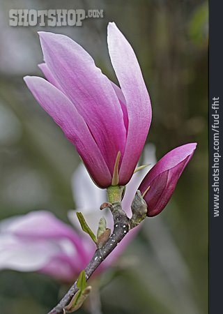 
                Blüte, Magnolie, Knospe                   