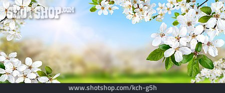 
                Kirschblüte, Frühling, Rahmen                   