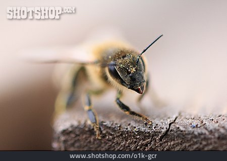 
                Biene, Honigbiene                   