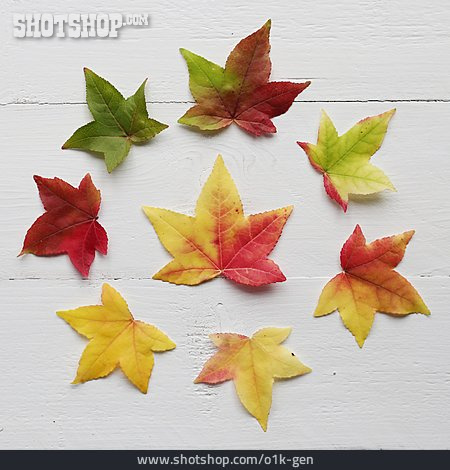 
                Ahorn, Herbstblatt, Laubblatt                   