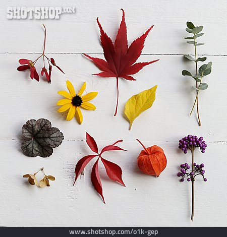 
                Nature, Autumn, Autumn Leaf                   