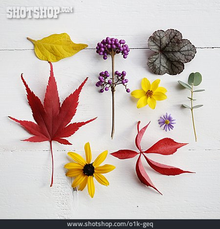 
                Natur, Herbst, Floral                   