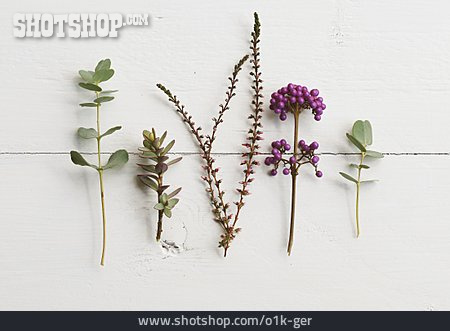 
                Pflanze, Blüten, Verschiedene                   