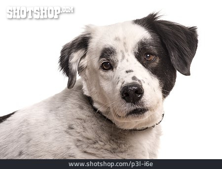 
                Familienhund, Mischlingshund                   
