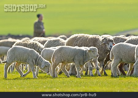 
                Schafsherde                   