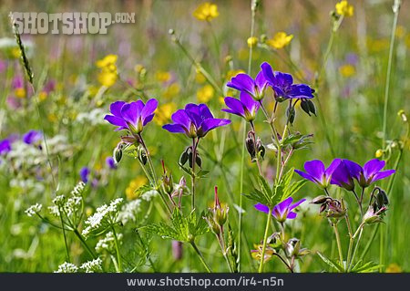 
                Blume, Storchschnabel, Wildblumen, Wiesen-storchschnabel                   