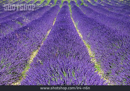 
                Lavendel, Provence, Lavendelfeld                   