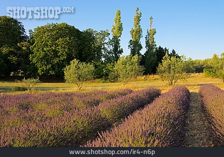 
                Südfrankreich, Lavendel                   