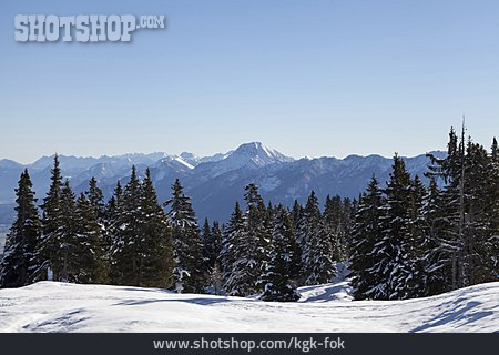 
                Nadelwald, Dobratsch, Villacher Alpe                   