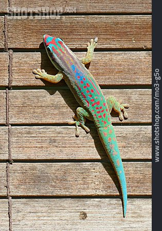 
                Gecko, Taggecko                   