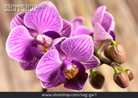 
                Orchidee, Orchideenblüte                   