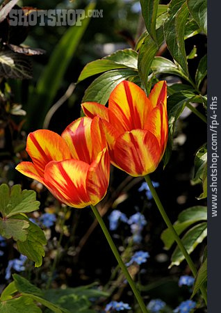 
                Tulips                   