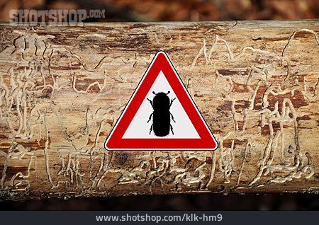 
                Holz, Borkenkäfer, Schädlingsbefall, Forstschädling                   