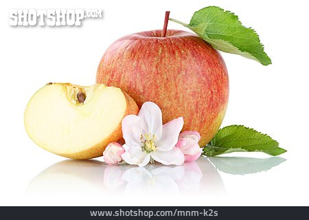 
                Apfel, Obstblüte                   