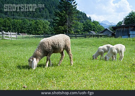 
                Weide, Schaf, Lamm                   