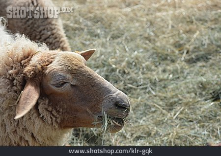 
                Schaf, Coburger Fuchsschaf                   