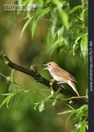 
                Singvogel, Fliegenschnäpper, Sprosser                   