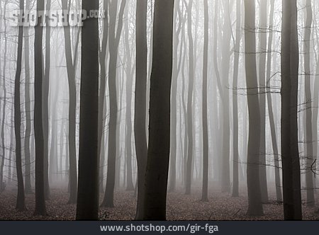 
                Wald, Nebel, Karg                   