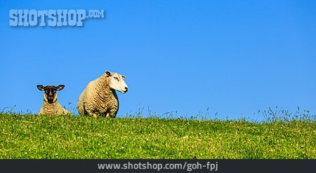
                Schaf, Deich                   