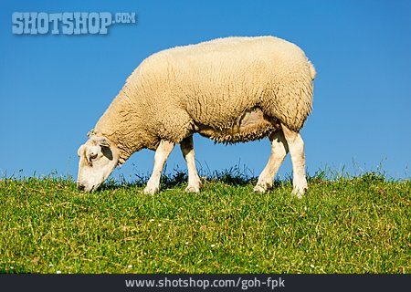 
                Schaf, Deichschaf                   