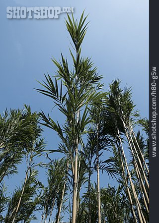 
                Pflanze, Wachstum, Bambus                   