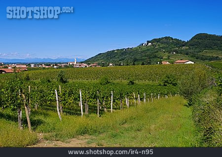 
                Weinanbaugebiet, Manzano                   