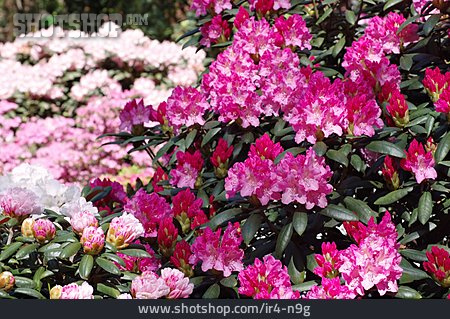
                Rhododendron                   