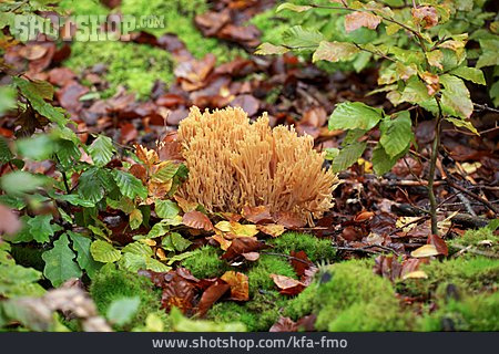 
                Mushroom, Gold Yellow Coral                   
