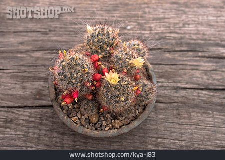
                Kaktus, Mammillaria Prolifera                   