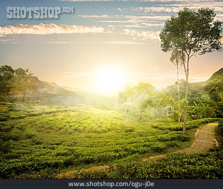 
                Teeplantage, Nuwara Eliya                   