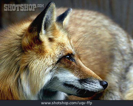 
                Fox                   
