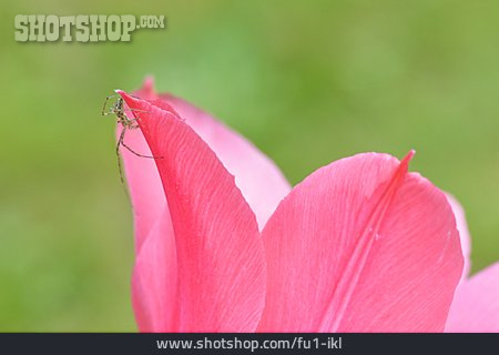 
                Tulpe, Blütenblatt                   