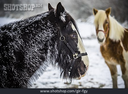 
                Pferde, Winterlich                   